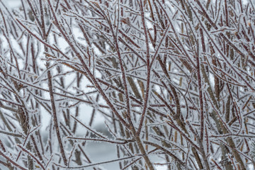 Winter background of snow covered branches