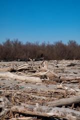 Spiaggia d'inverno con tronchi d'albero