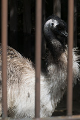 The emu in the fence [Tama Zoological Park]