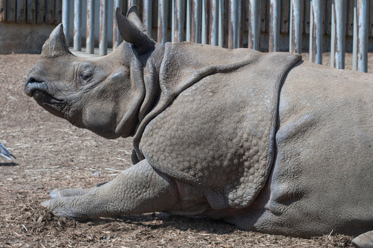 The lying rhinoceros [Tama Zoological Park]