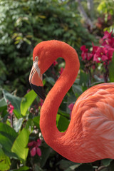 Pink Flamingo Wildlife Portrait Image - Beautiful Tropical Bird with Bright Feathers, isolated side portrait view showing incredible feather detail. Wading bird in the Phoenicopteridae family.