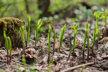 sprouting lilies of the valley in the forest in early spring