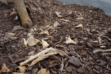 Dirt (1st Iteration)