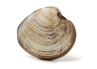 Stacked fresh raw clams on white background