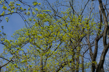 Fresh light green trees early spring in the forest