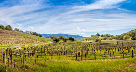 Fototapeta na wymiar A panoramic of a vineyard at the beginning of spring. A hill on the left. Vines come down the hill and continue beyond the road. A pond, mountain range, blue sky and clouds are beyond 