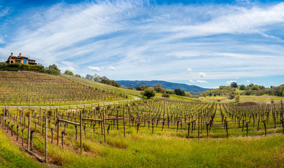 A panoramic of a vineyard at the beginning of spring. A house sits on a hill on the left. Vines come down the hill and continue beyond the road. A pond, mountain range, blue sky and clouds are beyond 