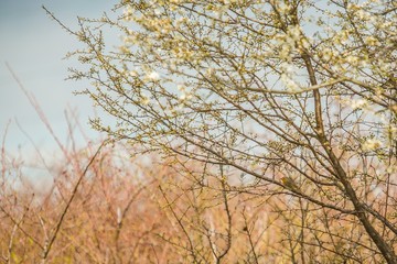 Spring landscape with a tree with white and yellow blossoms and a little brown and red bird, a robin sitting on a twig, blurry orange background with blue sky, sunny day