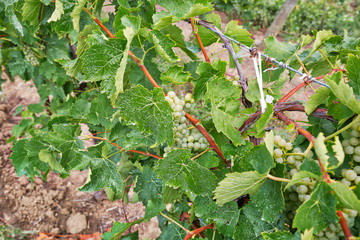 Niagara on the Lake Grape fields that produce famous Ontarian wind and Icewine