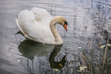 Close up image of elegant white mute swan with orange beak swimming in a lake being fed with green salad, reflection in blue water
