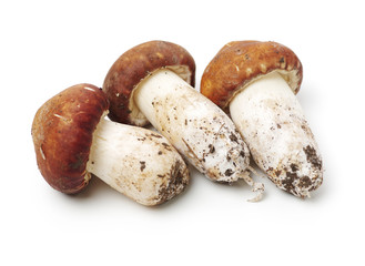 Tricholoma matsutake on white background