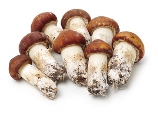 Tricholoma matsutake on white background