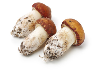 Tricholoma matsutake on white background