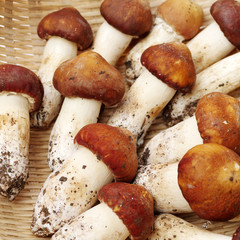 Tricholoma matsutake background