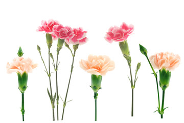 Obraz premium pink carnations on a white background