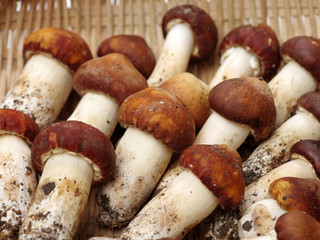 Tricholoma matsutake background
