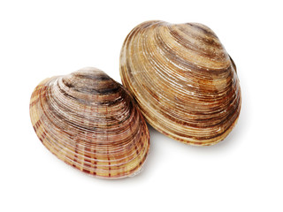 Stacked fresh raw clams on white background