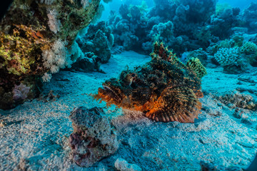 Naklejka na ściany i meble Scorpion fish Amazing camouflage in the Red Sea, Eilat Israel