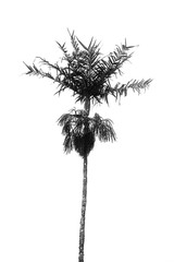 Palm tree in a white background