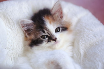 Fototapeta premium 子猫