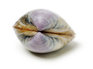 Stacked fresh raw clams on white background
