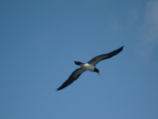 seagull flying in the sky