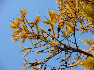autumn leaves against blue sky