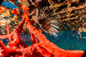 Coral reefs and water plants in the Red Sea, Eilat Israel