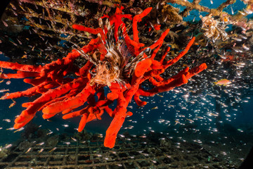 Coral reefs and water plants in the Red Sea, Eilat Israel