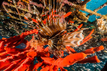 Coral reefs and water plants in the Red Sea, Eilat Israel