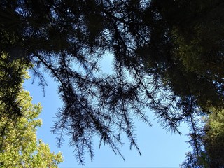 Summer green nature