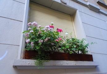 beautiful flowers of many colors