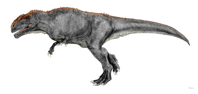 マプサウルス　白亜紀中期の南アメリカに生息した大型の肉食恐竜。ギガノトサウルスと近種言われる。体長は成体が13メートル。化石は少なくとも成体幼体合わせて7個体分が発掘されている。歯の形状から鋭い歯で相手の筋肉を切断し、出血多量で倒れるまで集団で追跡するような狩りを行ったのではないか。急所を噛み砕く重い顎と歯を持つ北アメリカのティラノサウルスとは異なる狩りを想像する。