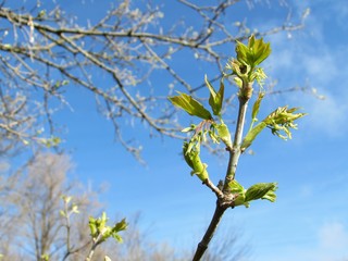 Leaves Opening In Spring