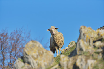 Curious sheep looking at camera from behind mountain rocks