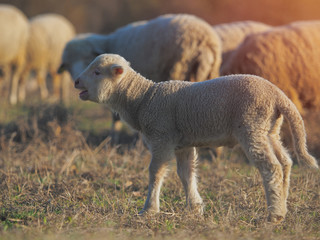 Cute little lambs on fresh spring green meadow during sunset