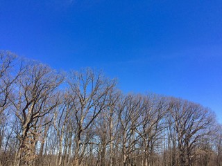 bare trees in winter