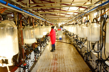 Milking equipment, in the milking hall