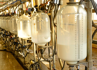 Milking equipment, in the milking hall