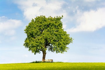 Pear tree (Pyrus) with bench, Baden-Wurttemberg, Germany, Europe