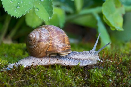 Burgundy snail (Helix pomatia), on moss, Tyrol, Austria, Europe
