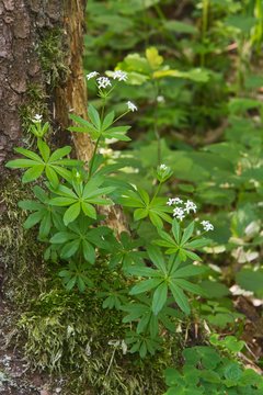 Sweet woodruff (Galium odoratum), Baden-Wurttemberg, Germany, Europe