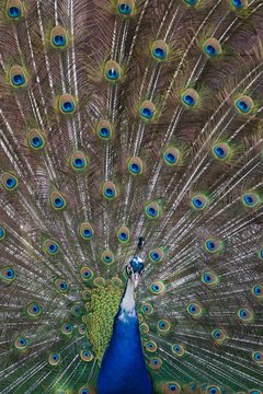 Indian or blue peafowl (Pavo cristatus mut. Pied), mutation, spreading feathers, captive