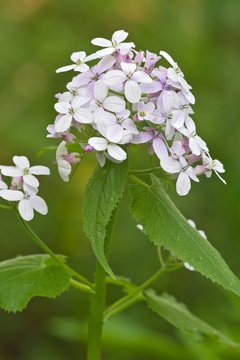 Perennial honesty (Lunaria rediviva), Baden-Wurttemberg, Germany, Europe