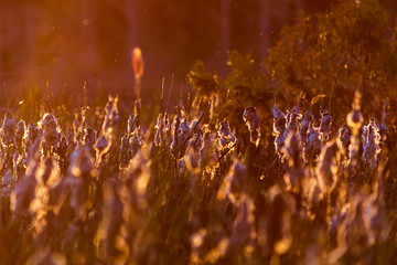 Sunset Cattails