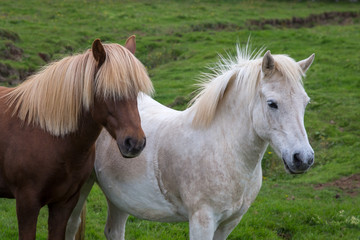 Portrait of two horses white and brown
