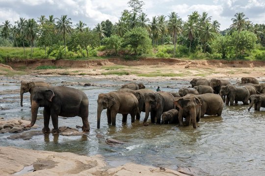Asian or Asiatic elephants (Elephas maximus), herd bathing in Maha Oya River, Pinnawala Elephants Orphanage, Pinnawala, Central Province, Sri Lanka, Asia