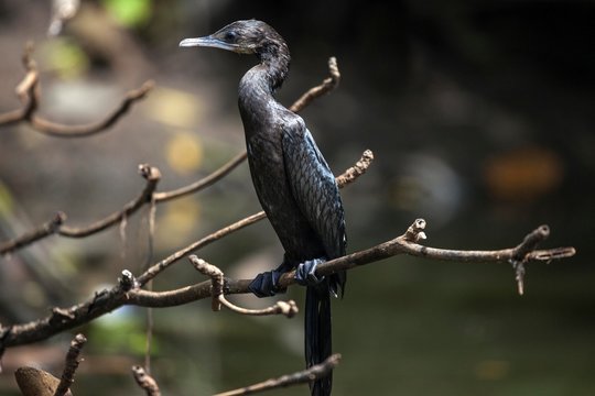Javanese or little cormorant (Phalacrocorax niger), Bentota, Western Province, Sri Lanka, Asia