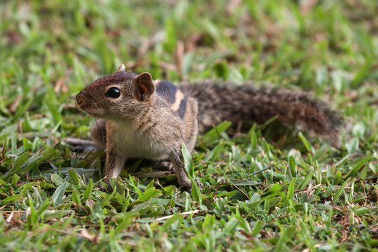 Palm squirrel (Funambulus sp.), Sri Lanka, Asia