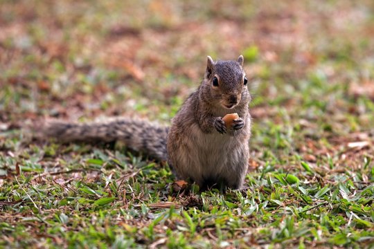 Palm squirrel (Funambulus sp.) eating peanut, Sri Lanka, Asia